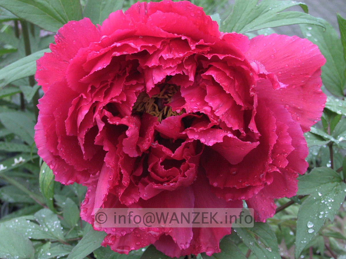 Paeonia suffruticosa Rosarot 1.JPG